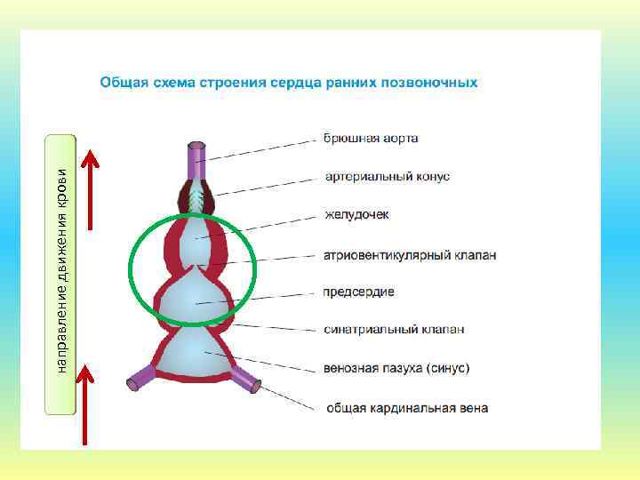  направление движения крови 