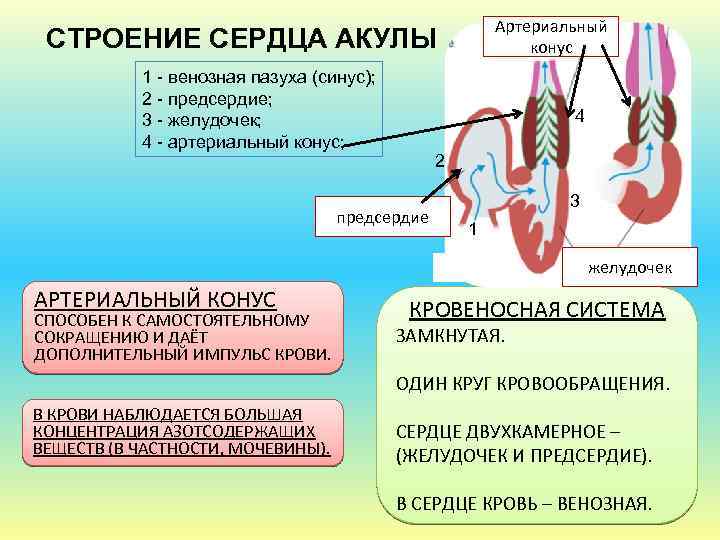 Артериальный конус СТРОЕНИЕ СЕРДЦА АКУЛЫ 1 - венозная пазуха (синус); 2 - предсердие; 3