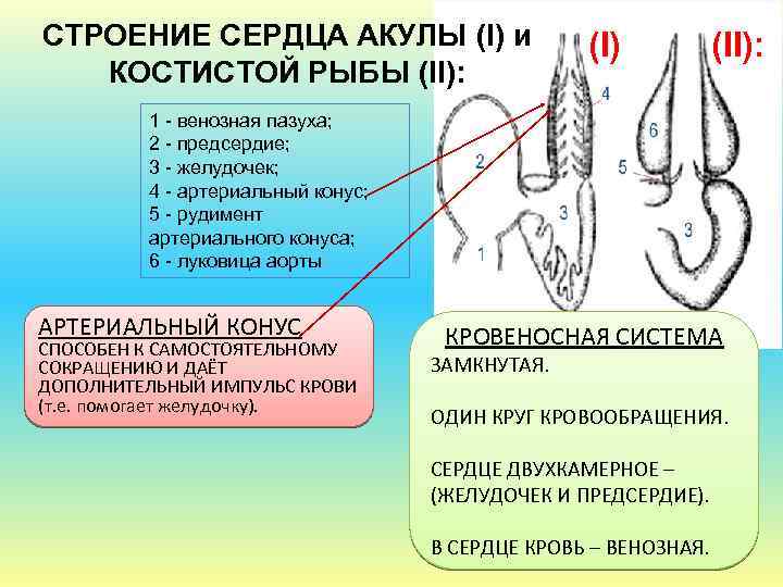 СТРОЕНИЕ СЕРДЦА АКУЛЫ (I) и КОСТИСТОЙ РЫБЫ (II): (I) (II): 1 - венозная пазуха;