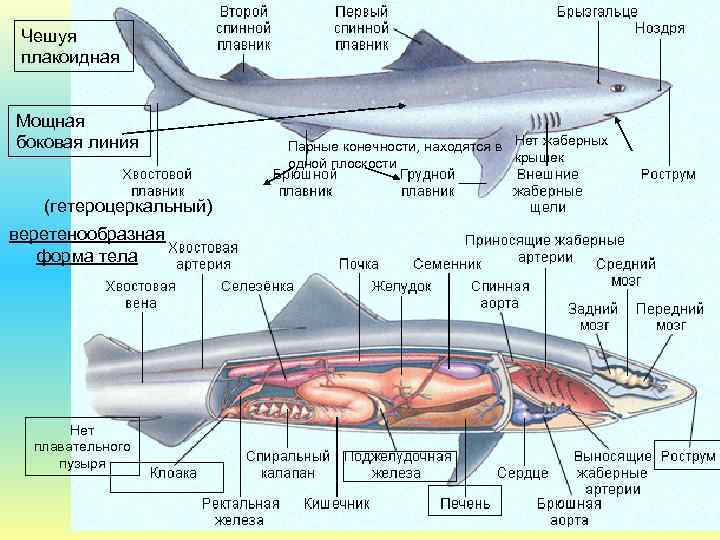 Чешуя плакоидная Мощная боковая линия (гетероцеркальный) веретенообразная форма тела Нет плавательного пузыря Парные конечности,