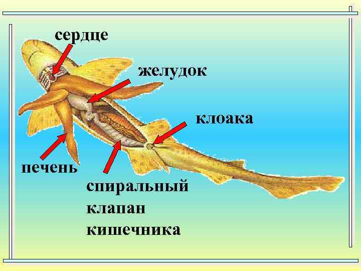 сердце желудок клоака печень спиральный клапан кишечника 