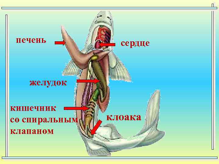 печень сердце желудок кишечник со спиральным клапаном клоака 