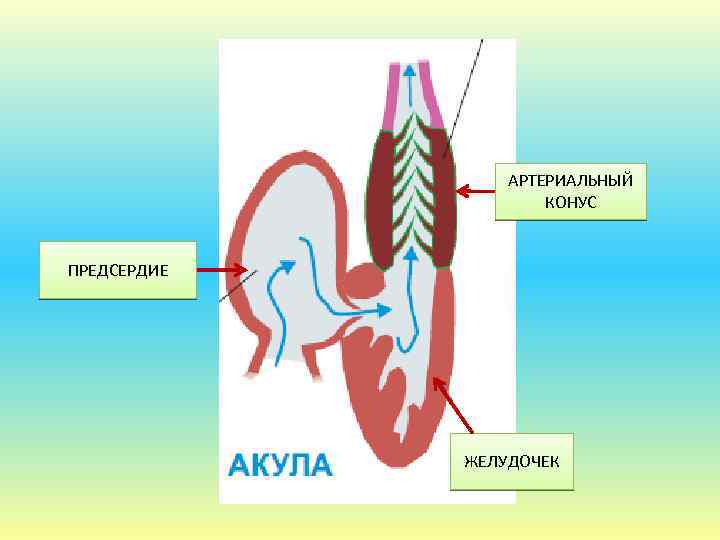 АРТЕРИАЛЬНЫЙ КОНУС ПРЕДСЕРДИЕ ЖЕЛУДОЧЕК 
