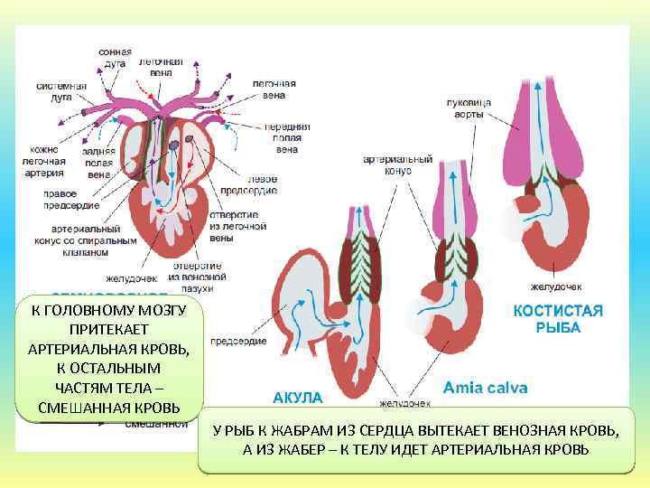 К ГОЛОВНОМУ МОЗГУ ПРИТЕКАЕТ АРТЕРИАЛЬНАЯ КРОВЬ, К ОСТАЛЬНЫМ ЧАСТЯМ ТЕЛА – СМЕШАННАЯ КРОВЬ У