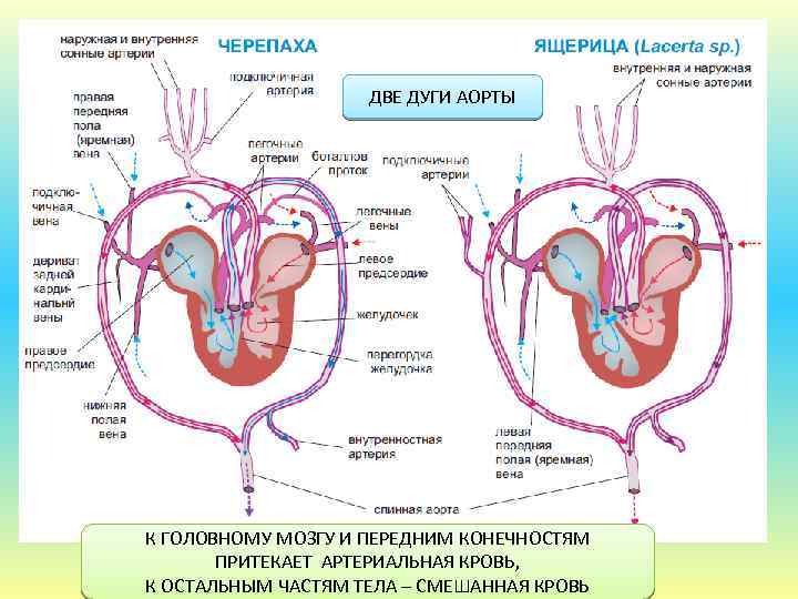 ДВЕ ДУГИ АОРТЫ К ГОЛОВНОМУ МОЗГУ И ПЕРЕДНИМ КОНЕЧНОСТЯМ ПРИТЕКАЕТ АРТЕРИАЛЬНАЯ КРОВЬ, К ОСТАЛЬНЫМ