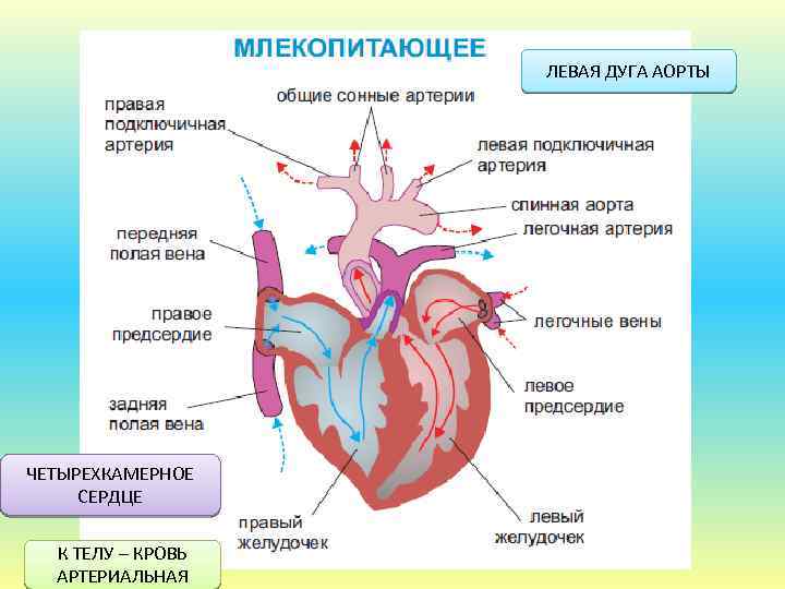 Четырехкамерное сердце наличие диафрагмы кожные покровы