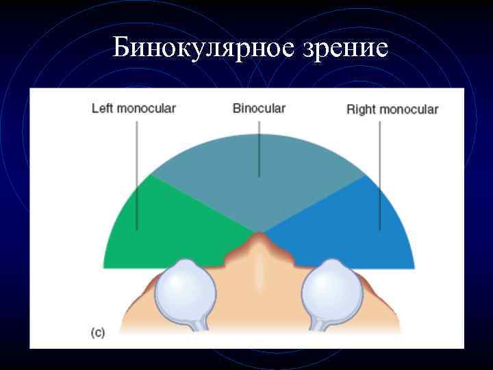 Бинокулярное зрение презентация