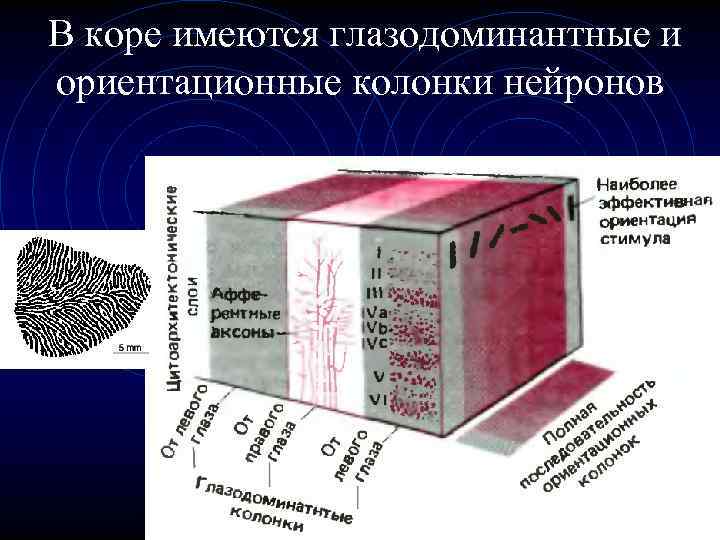 В коре имеются глазодоминантные и ориентационные колонки нейронов 