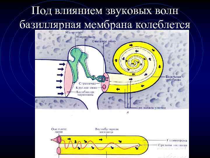 Слуховой и вестибулярный анализатор презентация