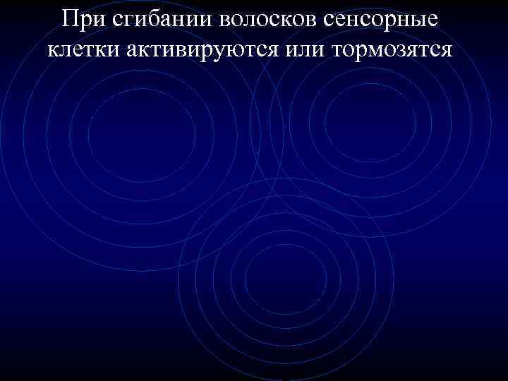 При сгибании волосков сенсорные клетки активируются или тормозятся 