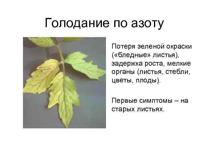 Голодание по азоту Потеря зеленой окраски ( «бледные» листья), задержка роста, мелкие органы (листья,