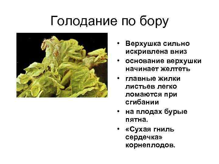 Голодание по бору • Верхушка сильно искривлена вниз • основание верхушки начинает желтеть •