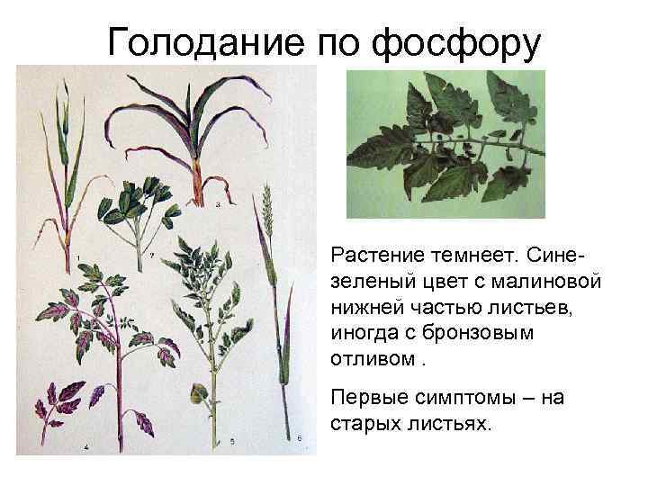Голодание по фосфору Растение темнеет. Синезеленый цвет с малиновой нижней частью листьев, иногда с