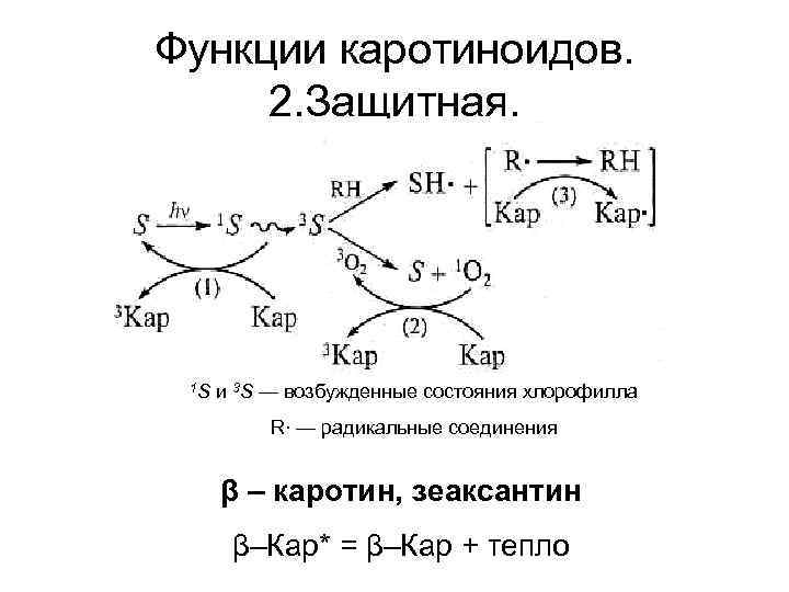 Функции каротиноидов. 2. Защитная. 1 S и 3 S — возбужденные состояния хлорофилла R∙