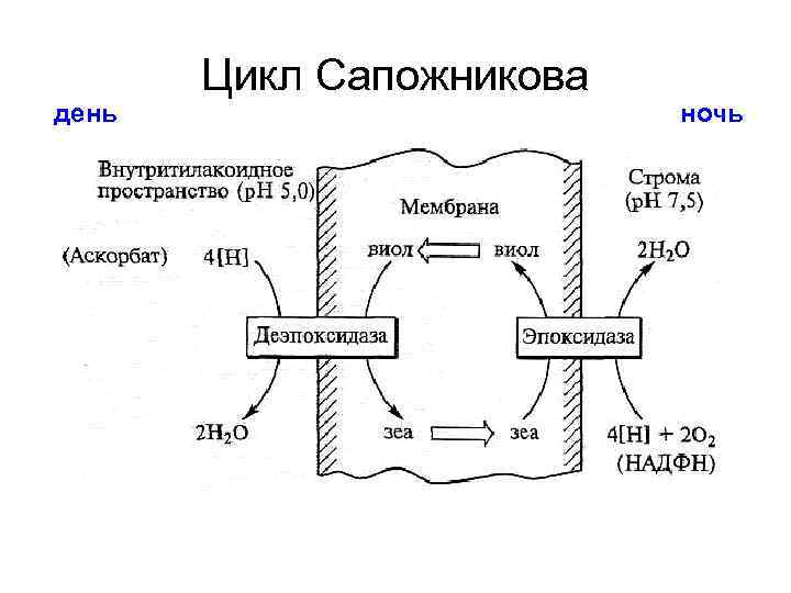 день Цикл Сапожникова ночь 
