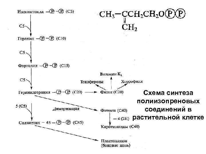 Схема синтеза полиизопреновых соединений в растительной клетке 
