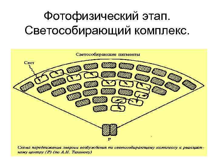 Фотофизический этап. Светособирающий комплекс. 
