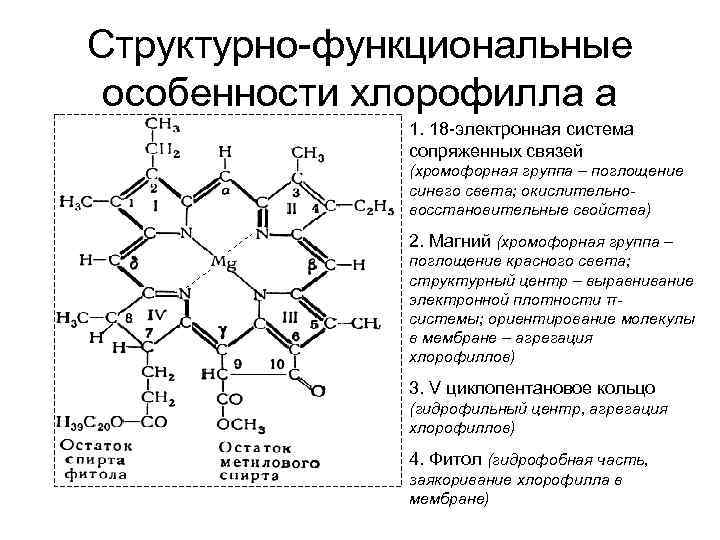 Особенности хлорофилла