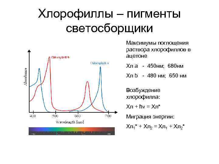 Возбуждение хлорофилла