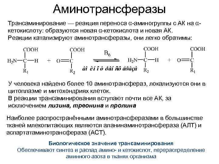 Аминотрансферазы Трансаминирование — реакция переноса α-аминогруппы с АК на αкетокислоту: образуются новая α-кетокислота и