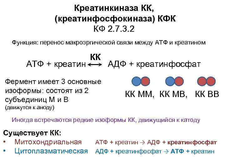 Креатинкиназа КК, (креатинфосфокиназа) КФК КФ 2. 7. 3. 2 Функция: перенос макроэргической связи между