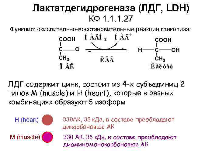 Лактатдегидрогеназа (ЛДГ, LDH) КФ 1. 1. 1. 27 Функция: окислительно-восстановительные реакции гликолиза: ЛДГ содержит