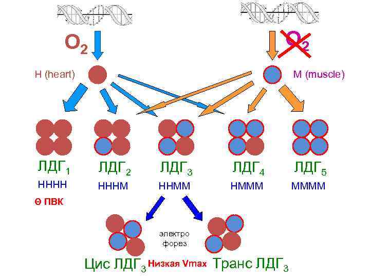 О 2 Н (heart) ЛДГ 1 НННН М (muscle) ЛДГ 2 НННМ ЛДГ 3
