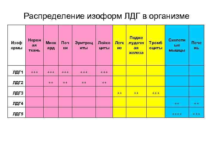 Распределение изоформ ЛДГ в организме Легк ие Подже лудочн ая железа Тромб оциты Скелетн