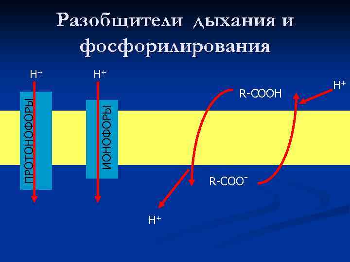 Разобщители дыхания и фосфорилирования Н+ R-СООН ИОНОФОРЫ ПРОТОНОФОРЫ Н+ R-СООН+ Н+ 