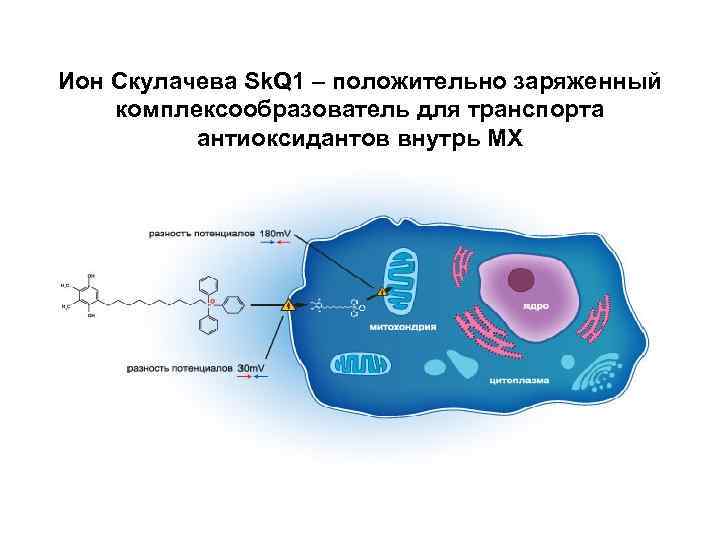 Проект ионы скулачева