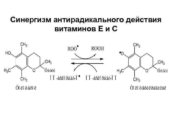 Синергизм антирадикального действия витаминов Е и С 