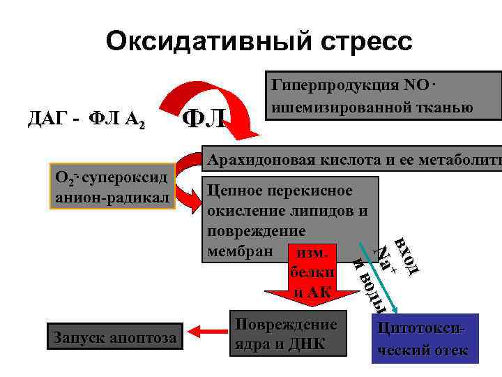 Оксидативный стресс ДАГ - ФЛ A 2 О 2 -. супероксид анион-радикал Арахидоновая кислота