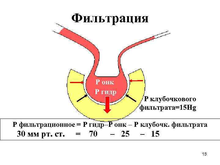 Фильтрация P онк Р гидр Р клубочкового фильтрата=15 Hg Р фильтрационное = Р гидр–Р
