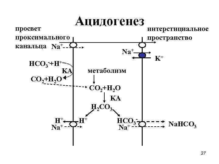 Ацидогенез в желудке схема регуляция