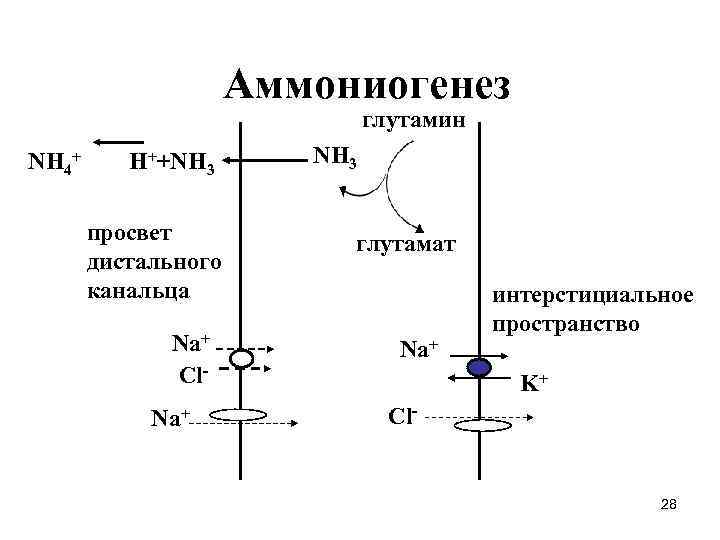 Аммониогенез глутамин NH 4+ H++NH 3 просвет дистального канальца Na+ Cl. Na+ NH 3