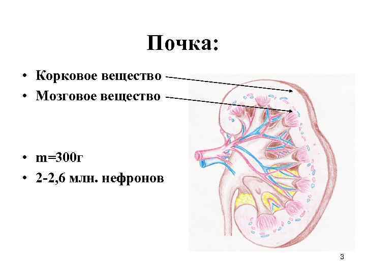 Клиническая биохимия почек презентация