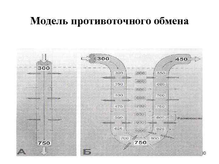 Модель противоточного обмена 30 