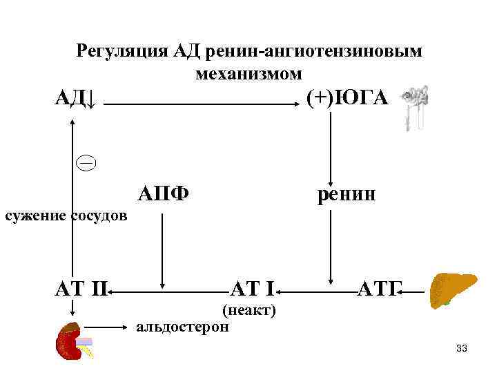 Регуляция АД ренин-ангиотензиновым механизмом АД↓ (+)ЮГА АПФ ренин сужение сосудов АТ II АТ I