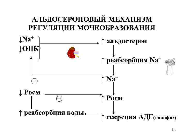 АЛЬДОСЕРОНОВЫЙ МЕХАНИЗМ РЕГУЛЯЦИИ МОЧЕОБРАЗОВАНИЯ ↓Na+ ↓ОЦК ↑ альдостерон ↑ реабсорбция Na+ ↑ Na+ ↓