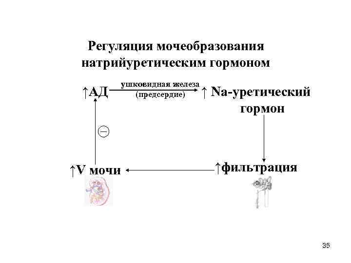 Регуляция мочеобразования натрийуретическим гормоном ↑АД ушковидная железа ↑ Na-уретический (предсердие) гормон ↑V мочи ↑фильтрация