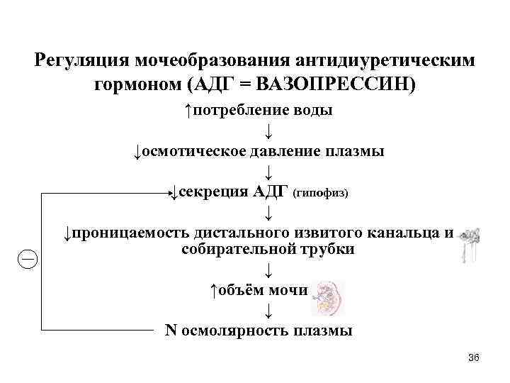 Регуляция мочеобразования антидиуретическим гормоном (АДГ = ВАЗОПРЕССИН) ↑потребление воды ↓ ↓осмотическое давление плазмы ↓