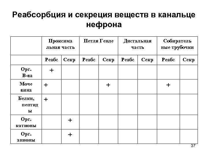 Реабсорбция и секреция веществ в канальце нефрона Проксима льная часть Петля Генле Реабс Орг.