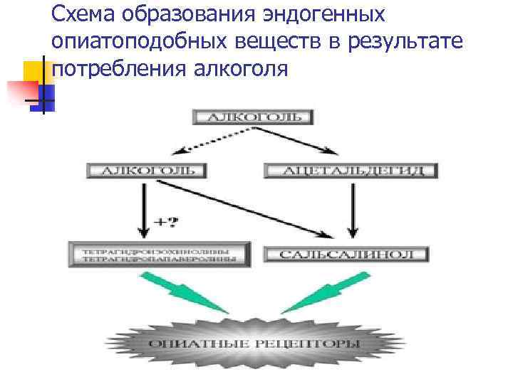 Схема образования эндогенных опиатоподобных веществ в результате потребления алкоголя 