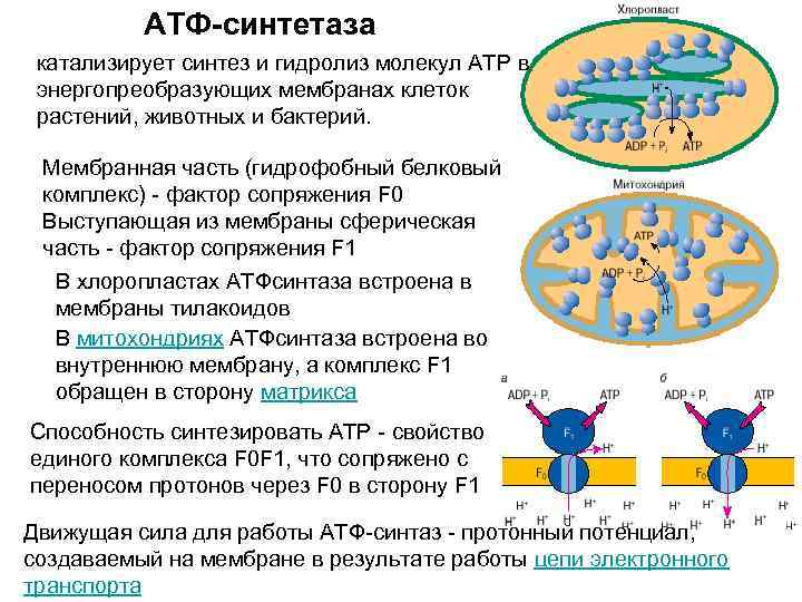 Синтез молекул атф. Синтез АТФ В бактериальной клетке. Синтез АТФ У бактерий. Синтез АТФ У бактерий происходит в. У бактерий АТФ синтезируется в.