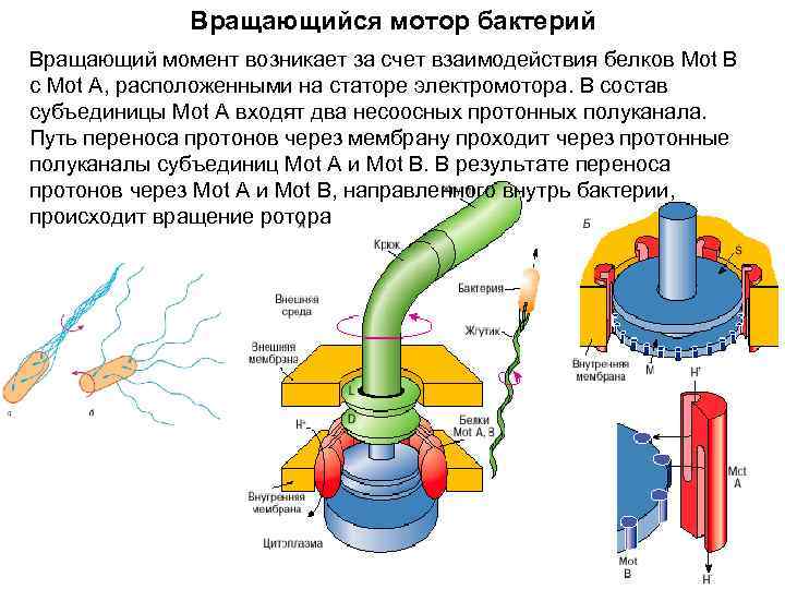Вращающийся мотор бактерий Вращающий момент возникает за счет взаимодействия белков Мot B с Мot