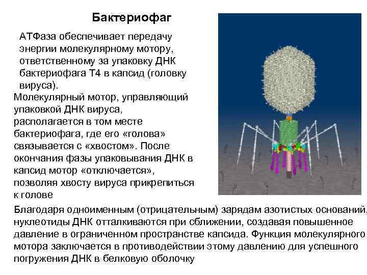 Бактериофаг АТФаза обеспечивает передачу энергии молекулярному мотору, ответственному за упаковку ДНК бактериофага Т 4