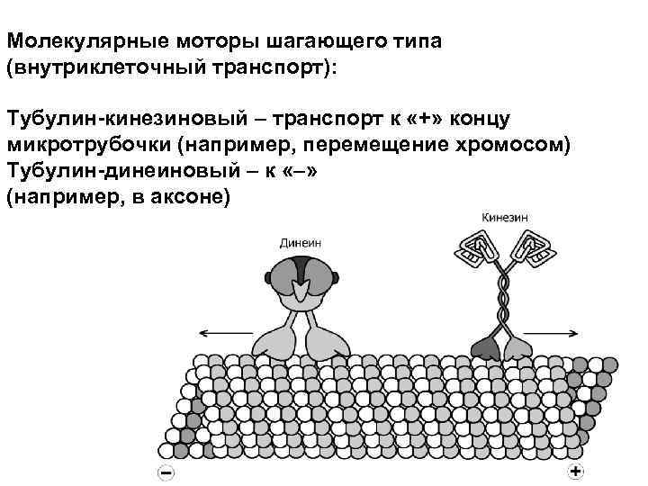 Молекулярные моторы шагающего типа (внутриклеточный транспорт): Тубулин-кинезиновый – транспорт к «+» концу микротрубочки (например,