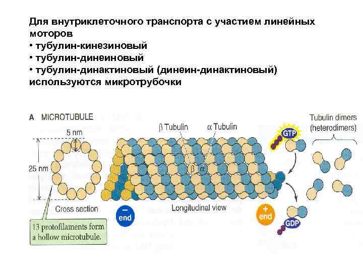 Моторный белок динеин