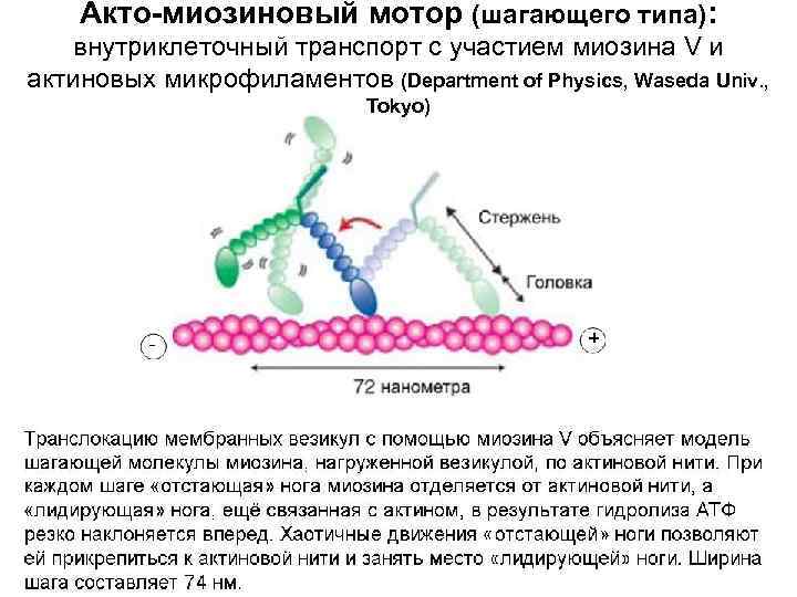 Акто-миозиновый мотор (шагающего типа): внутриклеточный транспорт с участием миозина V и актиновых микрофиламентов (Department