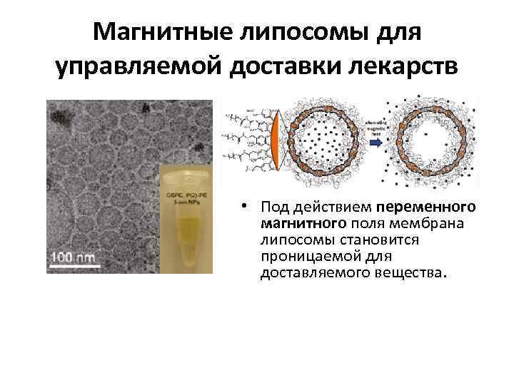 Магнитные липосомы для управляемой доставки лекарств • Под действием переменного магнитного поля мембрана липосомы